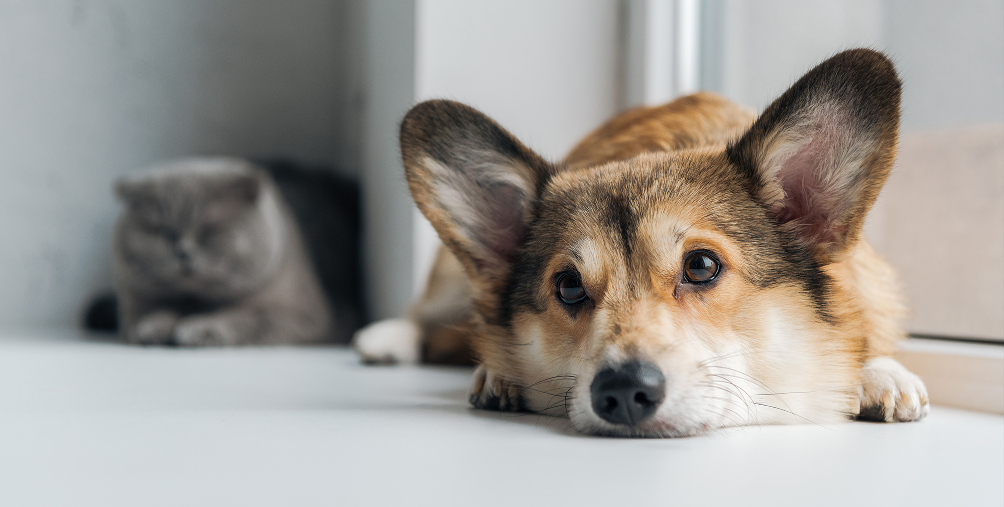 clinique veterinaire fabella chirurgie chien corgi